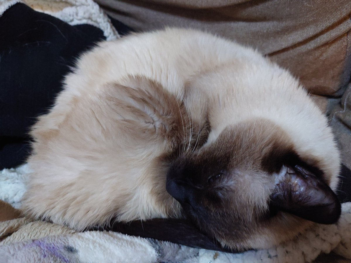 北海道シャムちゃん確かに言われてみれば、体毛が全体的にカフェモカ