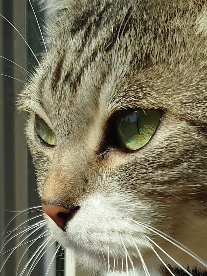 Cat Twitter Community on X - 75.7K Members