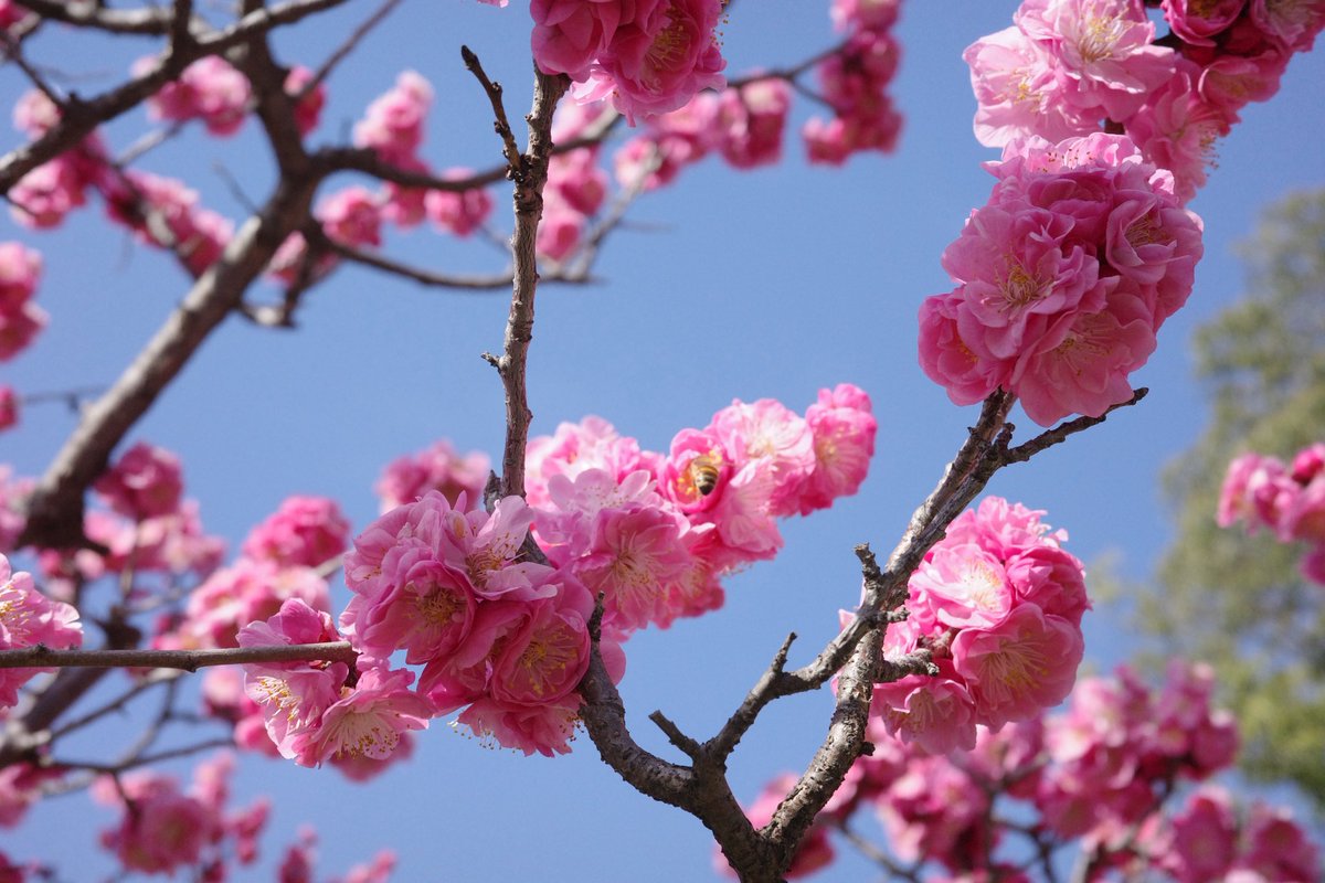 さるぼぼちゃん🌷21w tweet media