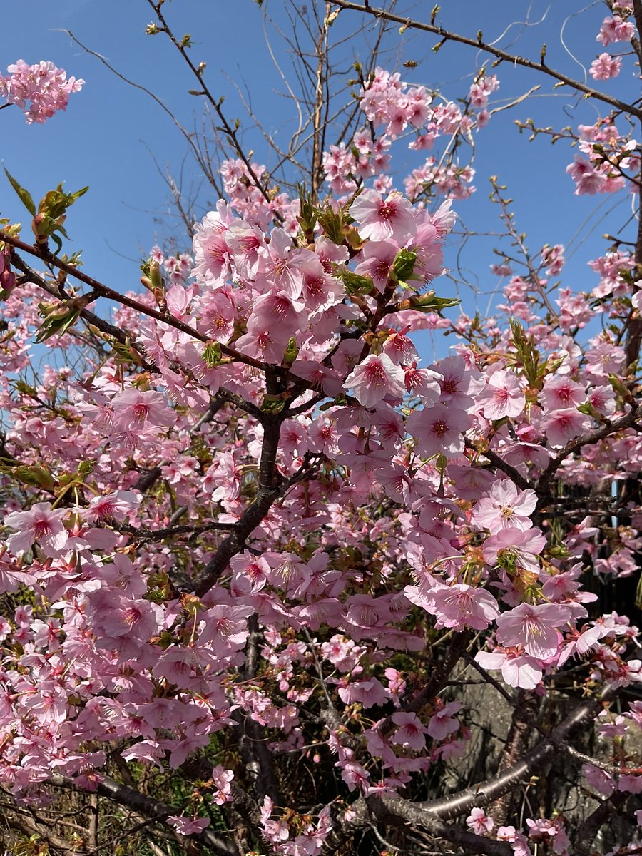 大法寺の #河津桜 が、満開です。 さくら （ さ ） 農耕の神様 が
