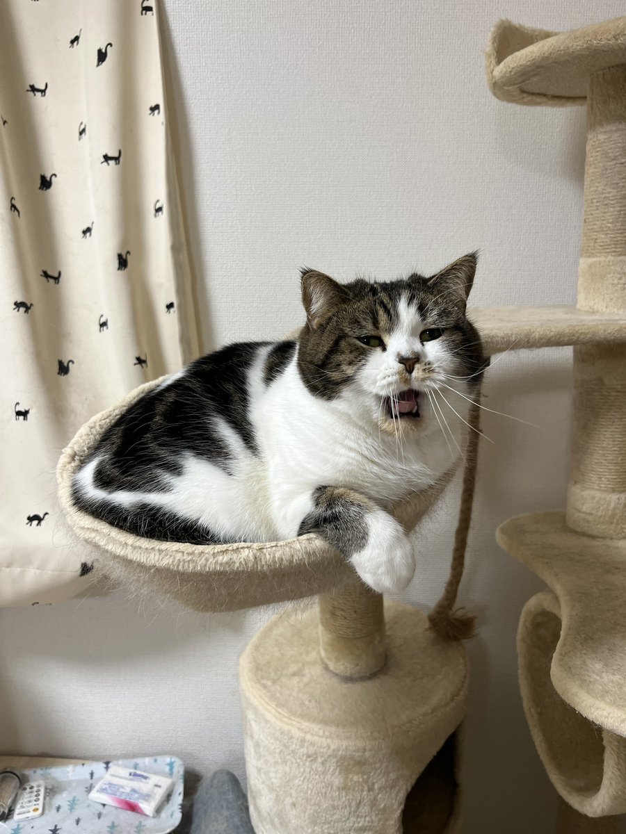 とろ、おにく (@torotolo106106) / Posts / X