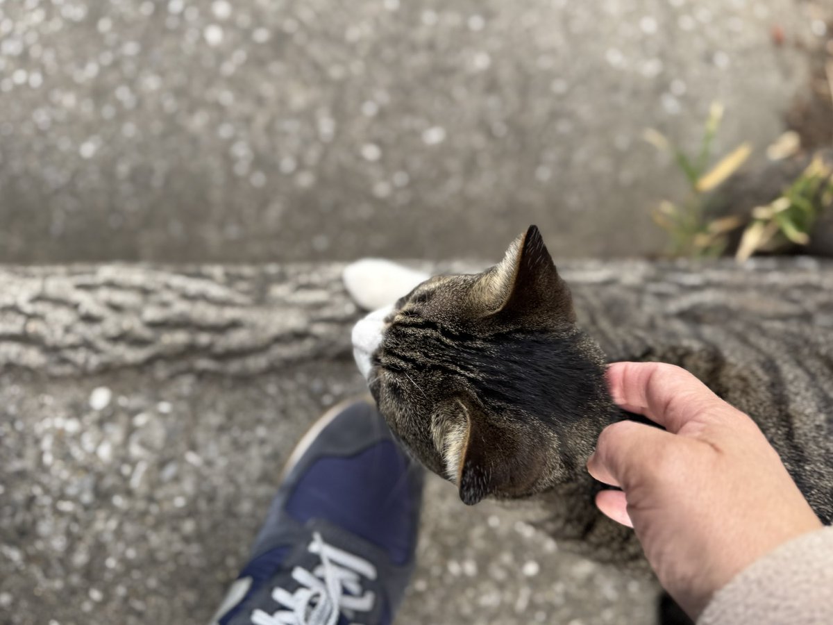 いつぞやのニャンコ3