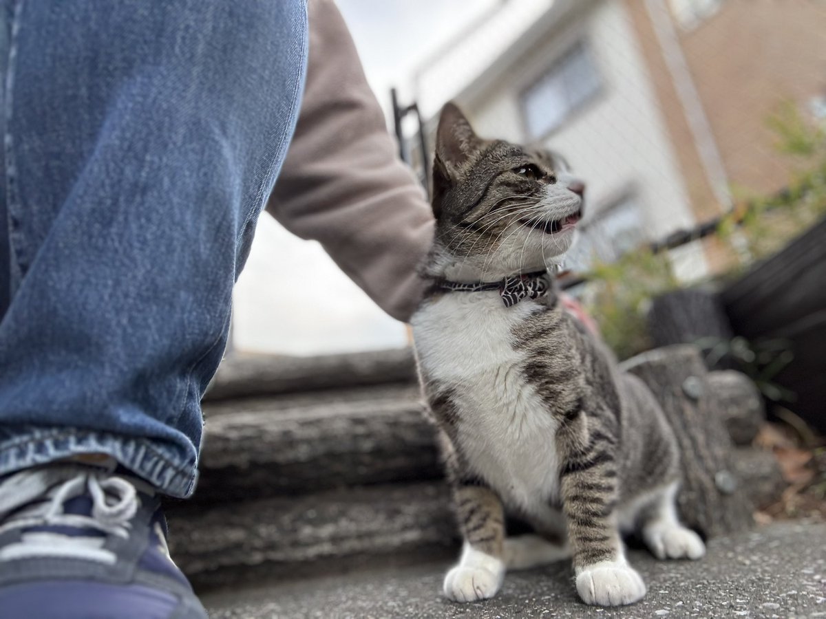 いつぞやのニャンコ3