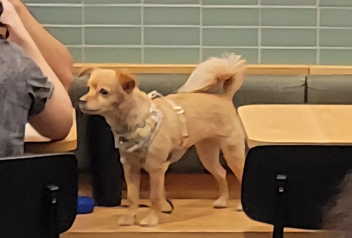 Mike_V__'s tweet photo. @lapublichealth @sweetgreen on 4320 W Riverside Dr, Burbank, CA 91505, on 03/01/2026, 6:38pm had a dog inside the restaurant on the chairs with its face on the table https://t.co/2dEmTJdkKV