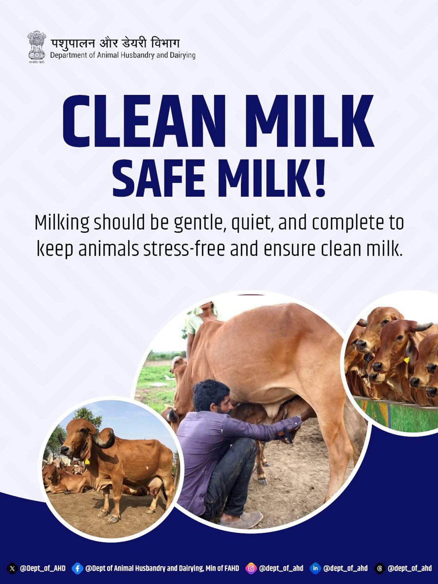 Dept_of_AHD's tweet photo. Gentle, quiet and complete milking keeps animals stress-free and helps ensure clean, high-quality milk. 

#CleanMilkSafeMilk #DairyHygiene #StressFreeMilking #AnimalHusbandry #MilkQuality #DairyFarming #LivestockCare #GoodMilkingPractices #FarmManagement https://t.co/vOB7UIYuTR