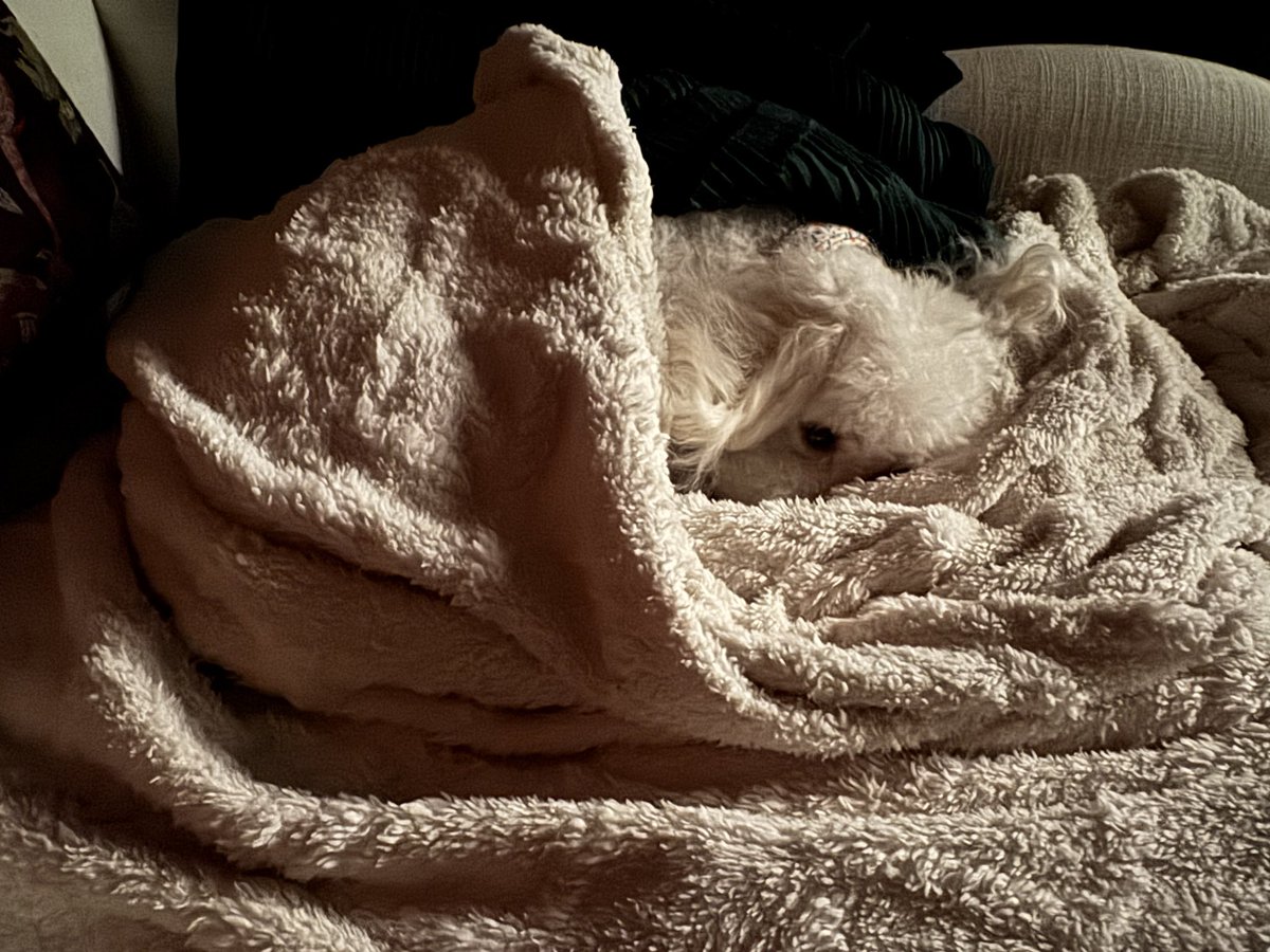 Overwhelmed by the day to day, little things slip past. I feel I owe everyone something &amp; must jump on &amp; off the conveyor belt to grab each task. F@&amp;€k! Gimme a break. I crouch down to hold my timid little dog &amp; lay in the sunshine splendor on the floor. Warm. Quiet. #vss365