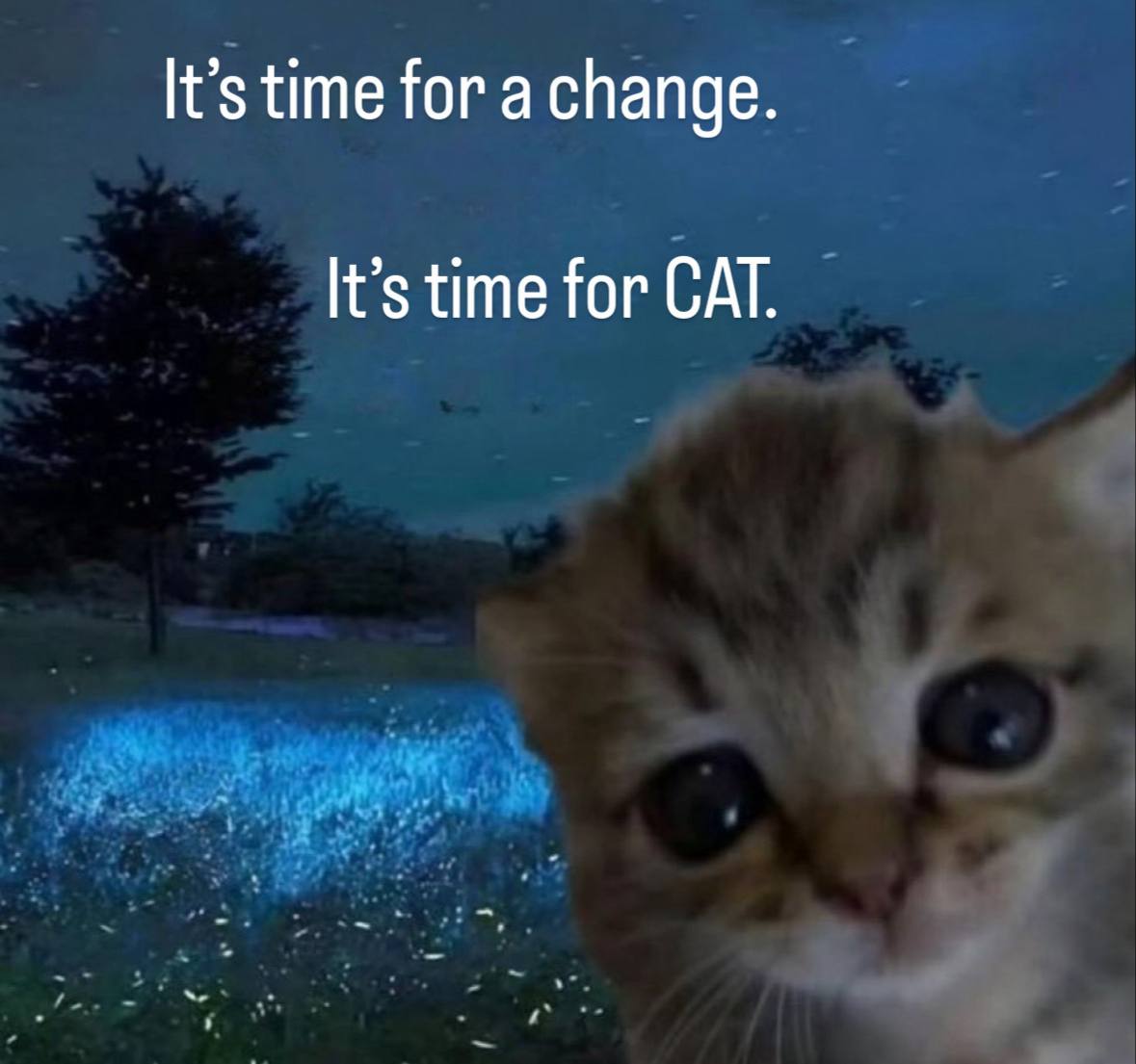 CAT (@cuteanimaltech) on Twitter photo 