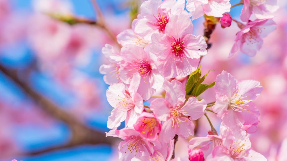 The Gov't of Japan tweet media