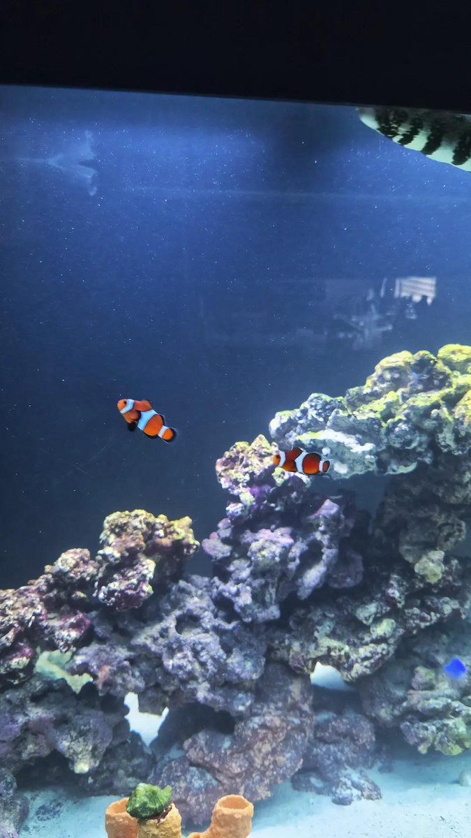 ִ ࣪𖤐◞ tweet media