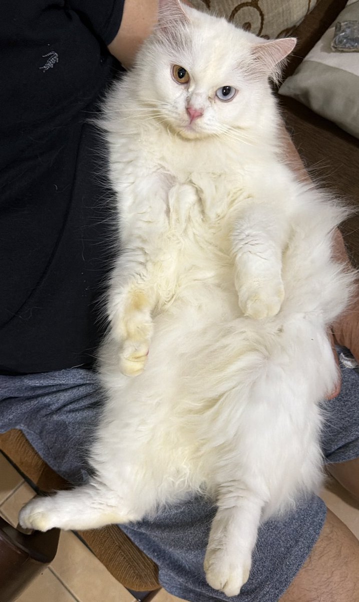 Milo🐥 Uno🦖 tweet media