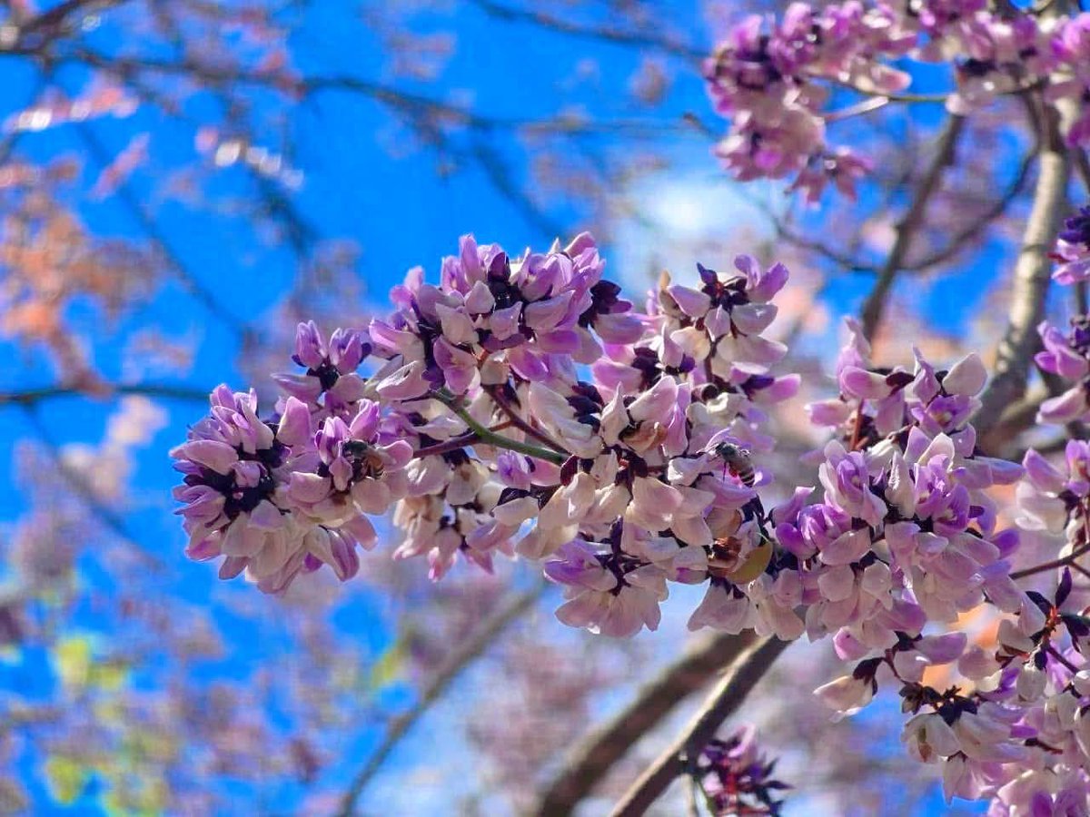 องค์การสวนพฤกษศาสตร์ tweet media