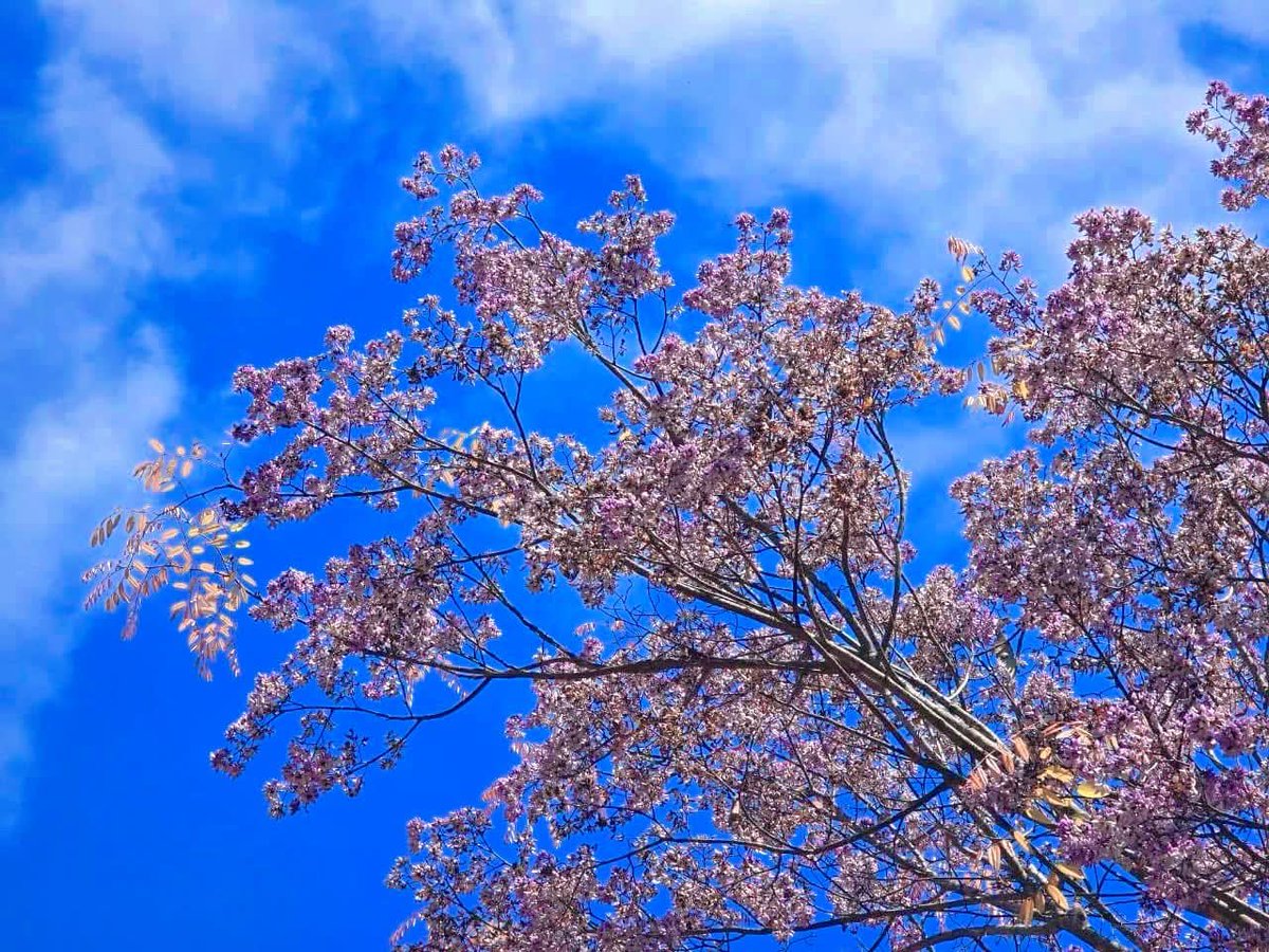 #ชิงชัน 🪻🪻ลักษณะ : ไม้ขนาดกลางถึงขนาดใหญ่ ผลัดใบ สูงถึง 25 เมตร  ดอก สีขาวอมม่วง ออกเป็นช่อดอกเชิง ประกอบตามปลายกิ่ง ดอกจะเกิดพร้อมกับการผลิตใบใหม่  ผิวเรียบส่วนที่หุ้มเมล็ดหนาแข็ง ชมได้ที่ #สวนพฤกษศาสตร์พระแม่ย่าสุโขทัย