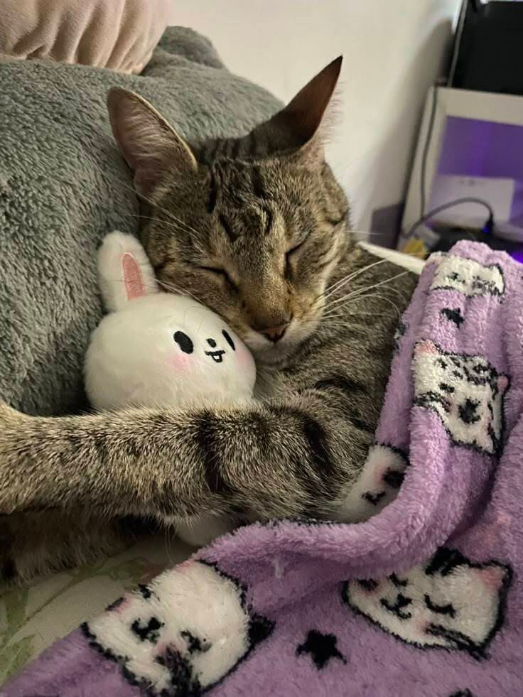 cats.jpg (@catsdotjpg) on Twitter photo 