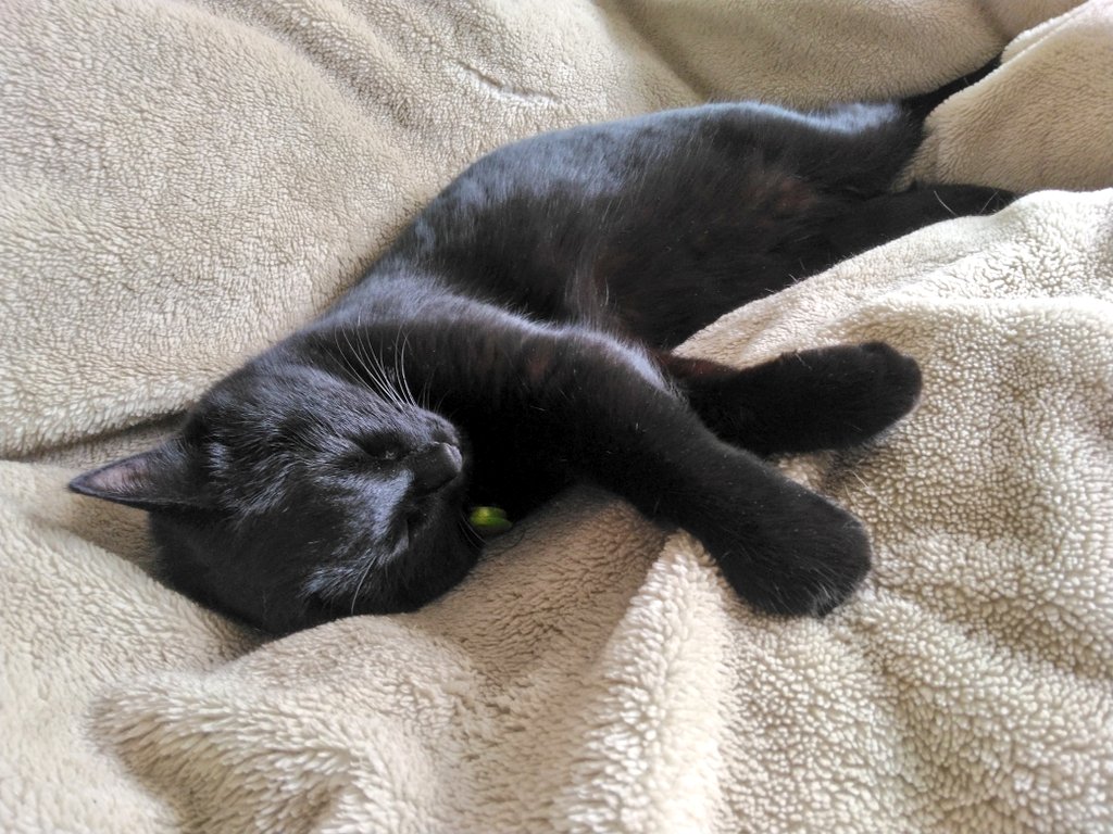 気持ちよさそうね…🐈‍⬛💤