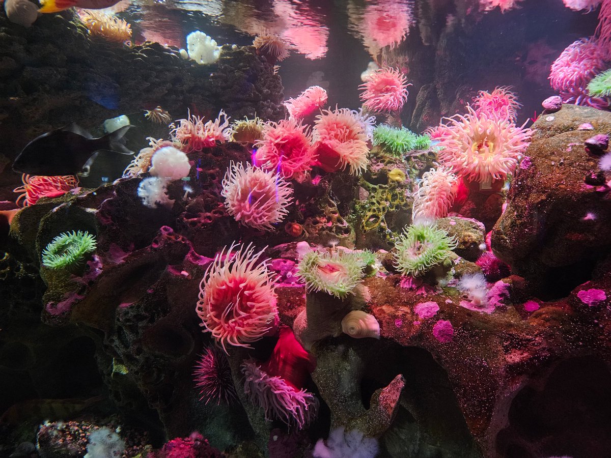 nui ✨️ tweet media