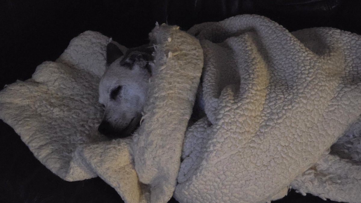 scott guest tweet media