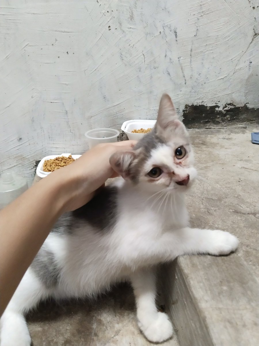 cheysungo's tweet photo. Ada yang mau adopsi kitten ku guys?
- umur 3 bulan 
- jantan 
- kalau bisa ambil 2 ya
- surabaya
yuk free aja deh https://t.co/4k8SqyjJ7A