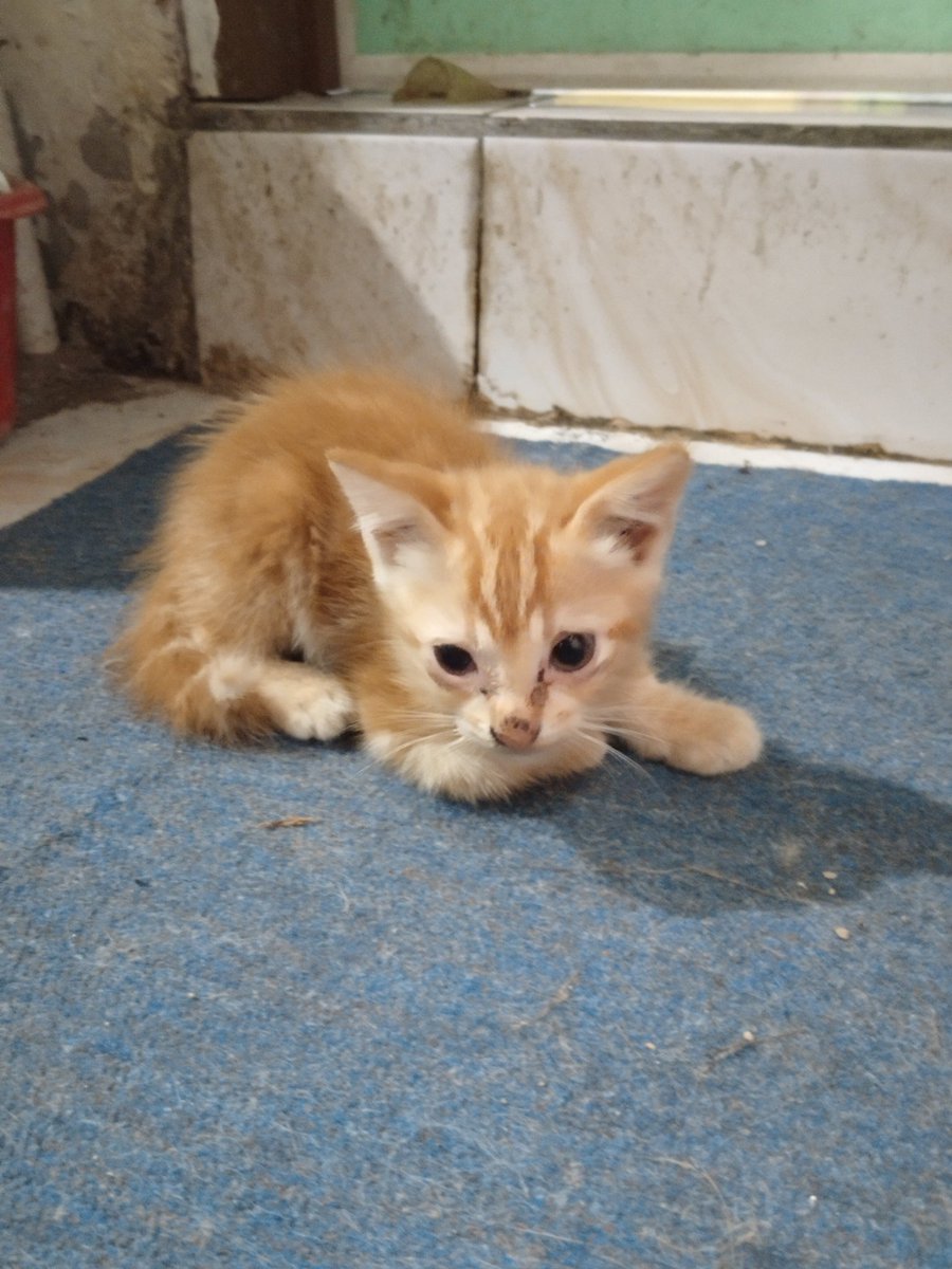 cheysungo's tweet photo. Ada yang mau adopsi kitten ku guys?
- umur 3 bulan 
- jantan 
- kalau bisa ambil 2 ya
- surabaya
yuk free aja deh https://t.co/4k8SqyjJ7A