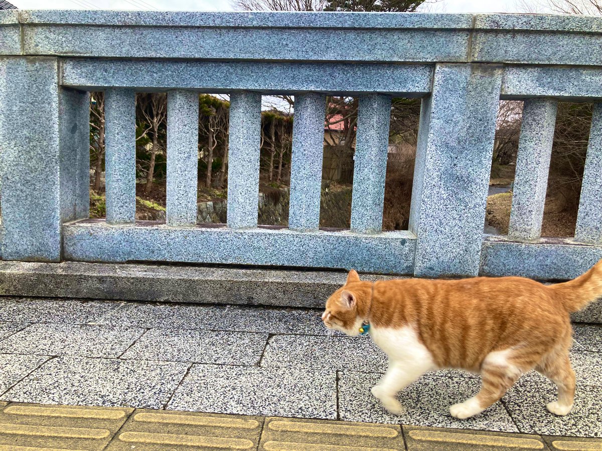 tonomuseum's tweet photo. 散歩 https://t.co/sinDTO1yzL