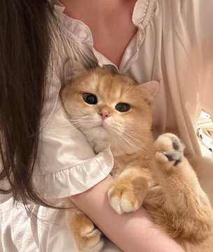 trumpet4004's tweet image. 深圳南山 龙岗 宝安 光明