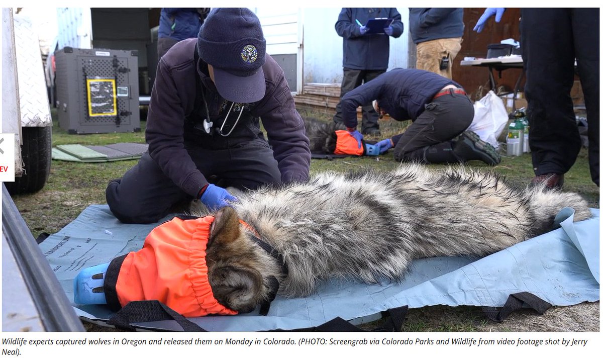 Adams County, CO GOP tweet media