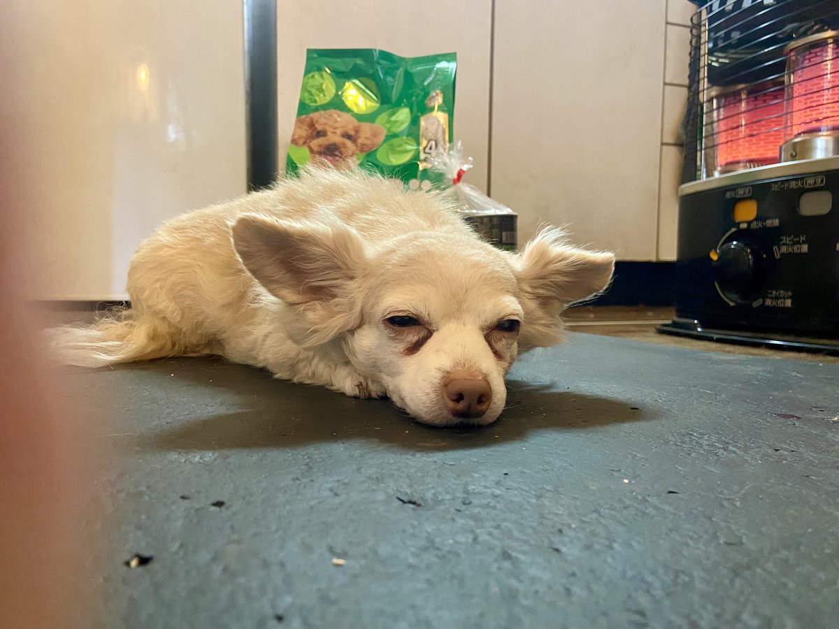 プレゼント届きました！
ボストンテリアのイギーちゃんどうもありがとう★
イギーちゃんはうちのボランティアスタッフのナオコさんのお友達なんだよね。イギーちゃんもイリーちゃんもお話し聞いています。お空からみんなのこと見守っていてね！ありがとう〜★

今日はまだちょっと寒いわ（アオちゃん）