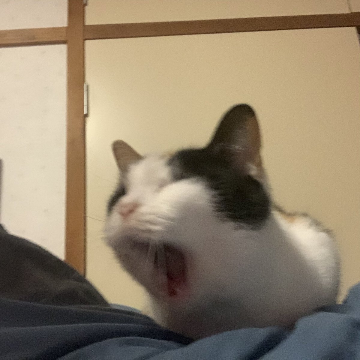 あくびするシロノちゃん🐈‍⬛