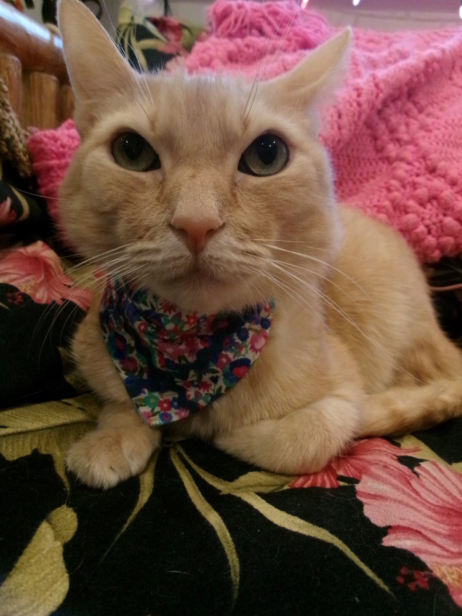 Travis Ford tweet media