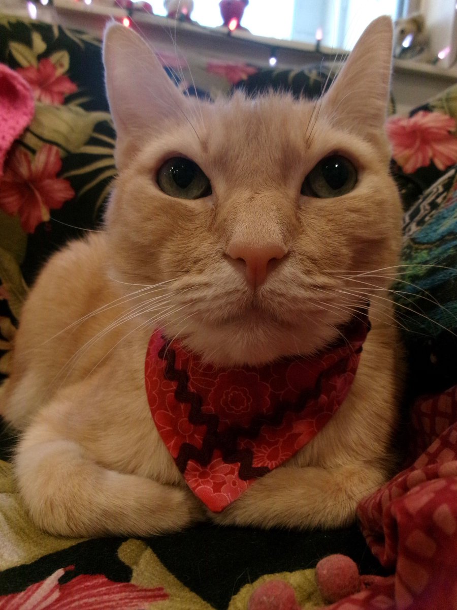 Travis Ford tweet media