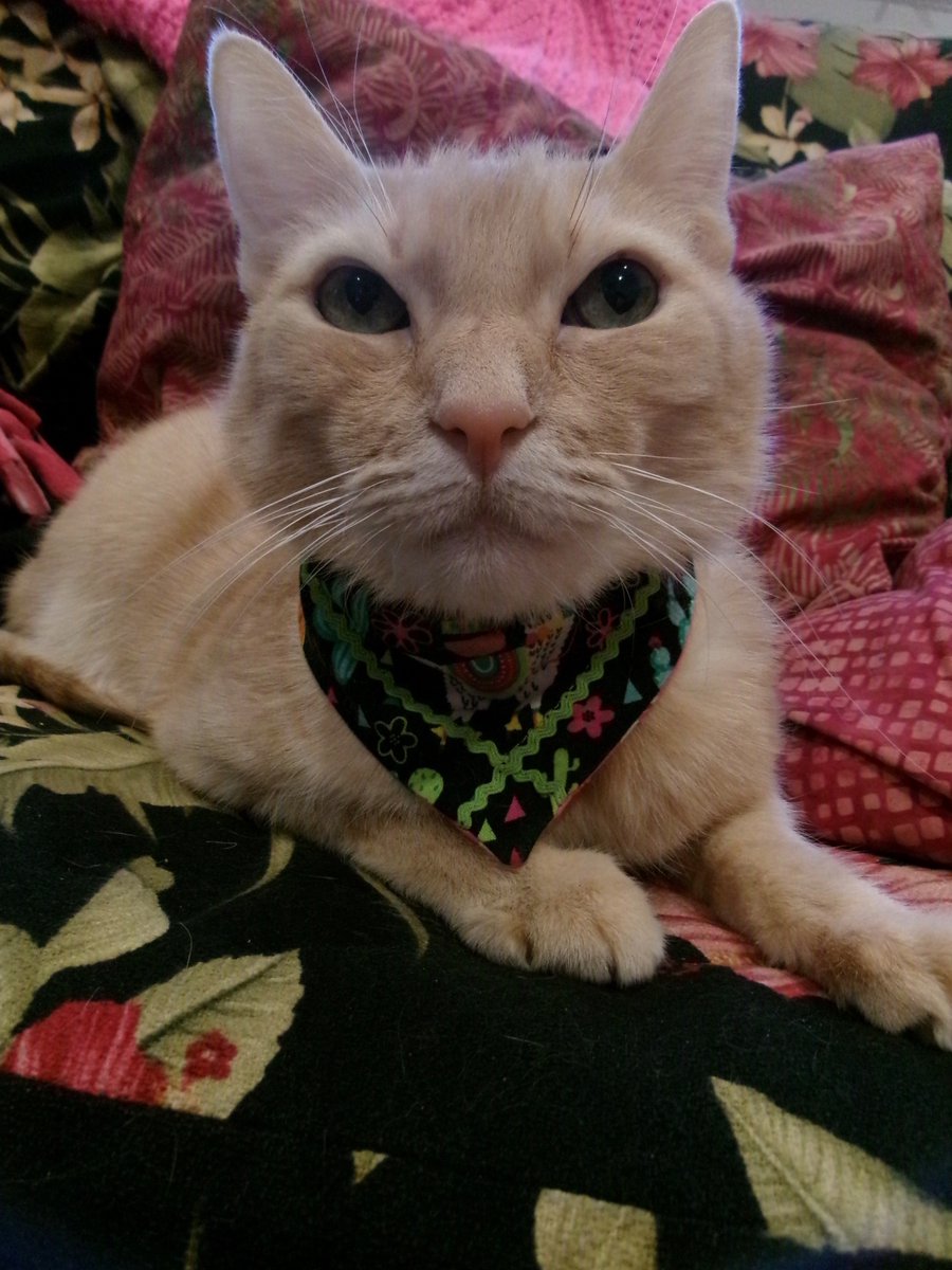 Travis Ford tweet media