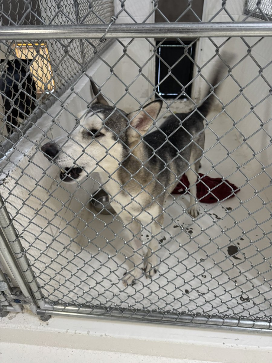 South Texas Animal Rescue Group, AKA STAR Group tweet media