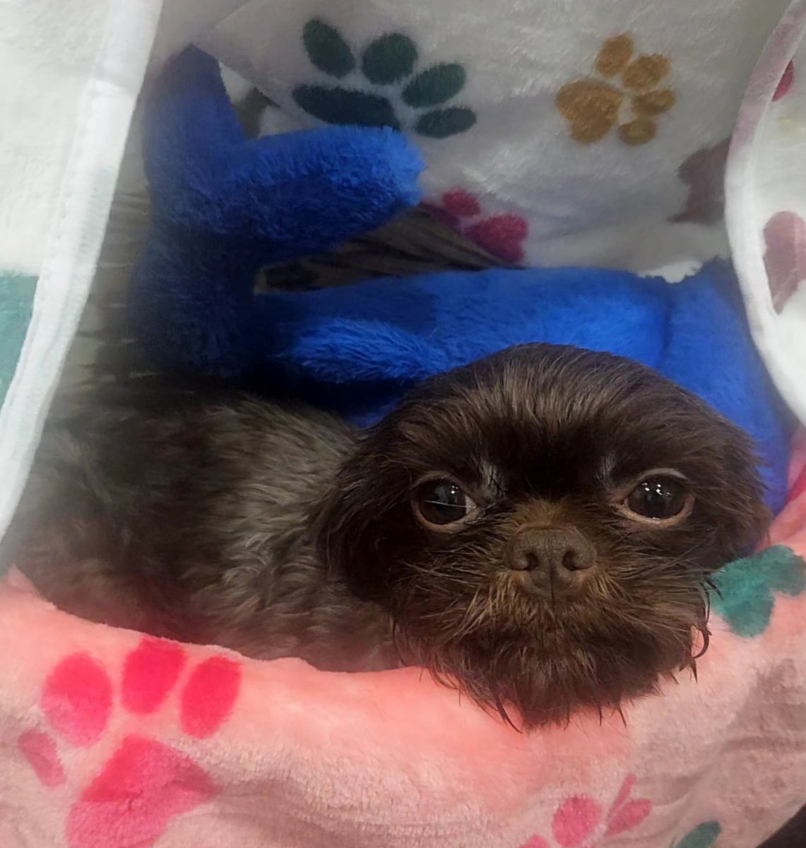 South Texas Animal Rescue Group, AKA STAR Group tweet media