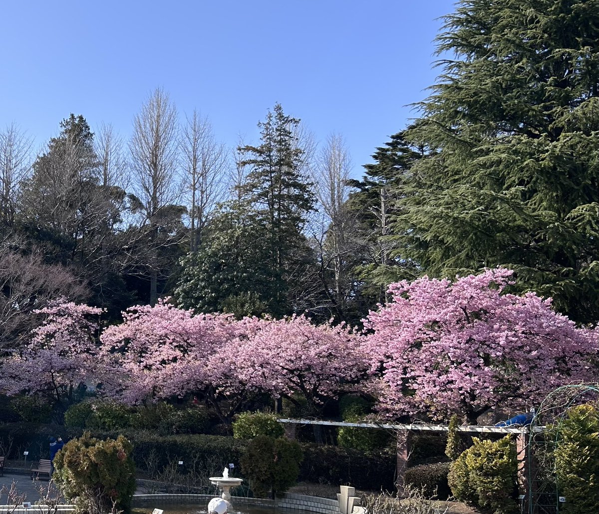 gohan_maze2's tweet photo. 強めの鼻炎薬のおかげで快適なお散歩Day

里見公園の河津桜🌸
クセが強ツヨ？もしや癖しかない？船頭さんご案内の矢切の渡しから🚤
柴又帝釈天へ
参道の高木屋さんのお団子🍡
良い甘さのあんこに草餅のもちふわが最高です

初めて乗る電車もまたドキドキするけど楽しいね

#東京散歩トリビア団 https://t.co/TFjSEdYoKv