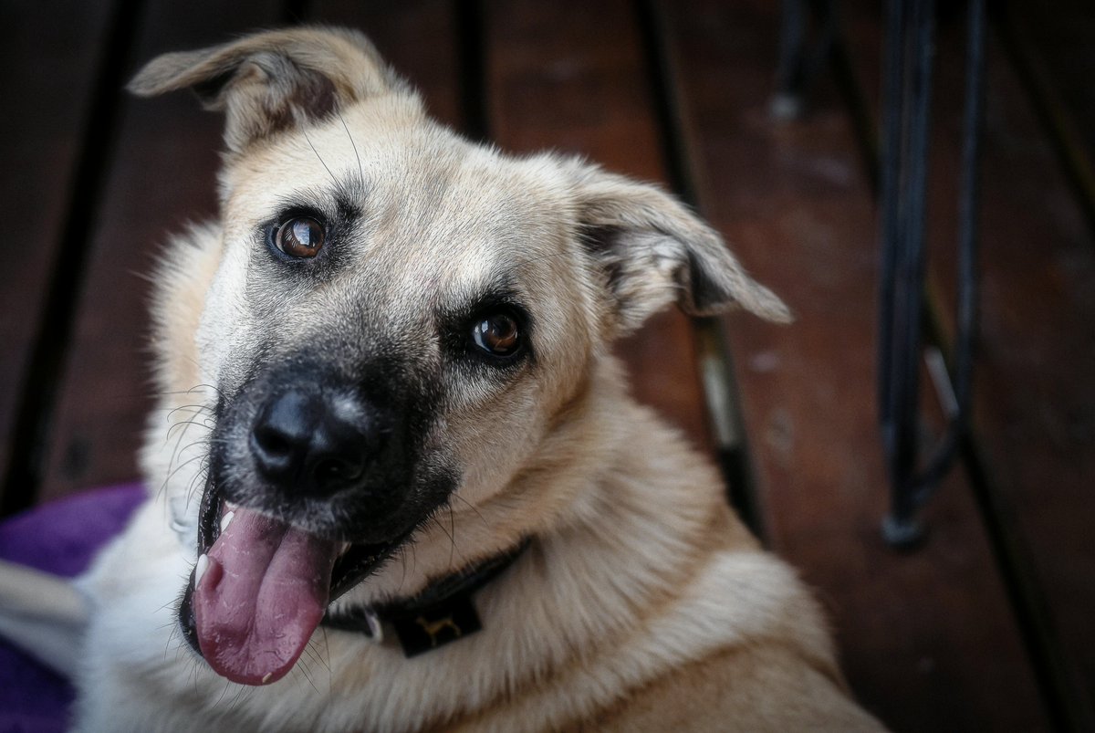 ShopDogStore's tweet image. Pamper your pup with premium toys, treats, and more — Shop Now!

shopdogstore.com

#ShopDogStore #PupLove #DogEssentials #PetSupplies #HappyTails