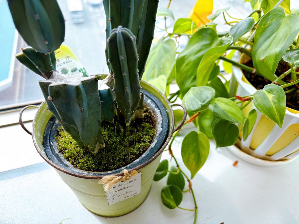 ナニフラ園芸部 👩‍🌾】 🌸観察日記🌸 •パイナップル🍍(名前:ポー)の