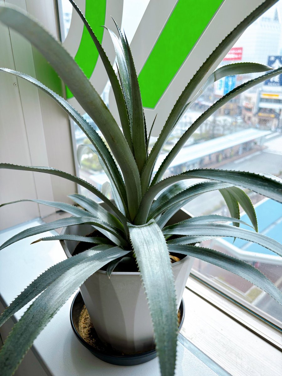 ナニフラ園芸部 👩‍🌾】 🌸観察日記🌸 •パイナップル🍍(名前:ポー)の