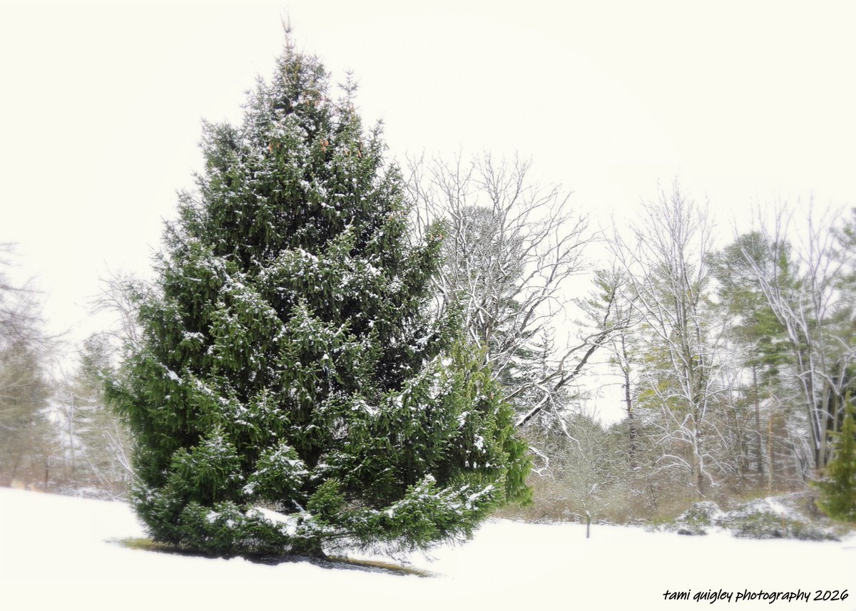 tamitrailscapes's tweet image. Trailscapes ... Fine Art Photography by Tami Quigley: The Evergreen In Winter ... trailscapes-tami.blogspot.com/2026/03/the-ev… #new #blogpost #EVERGREEN #trees #WINTER #snow #landscape #art #lehighvalleyphotographer @visitPA #TrexlerPark #LehighValley @LehighValleyPA #buyintoart #lehighvalleypa