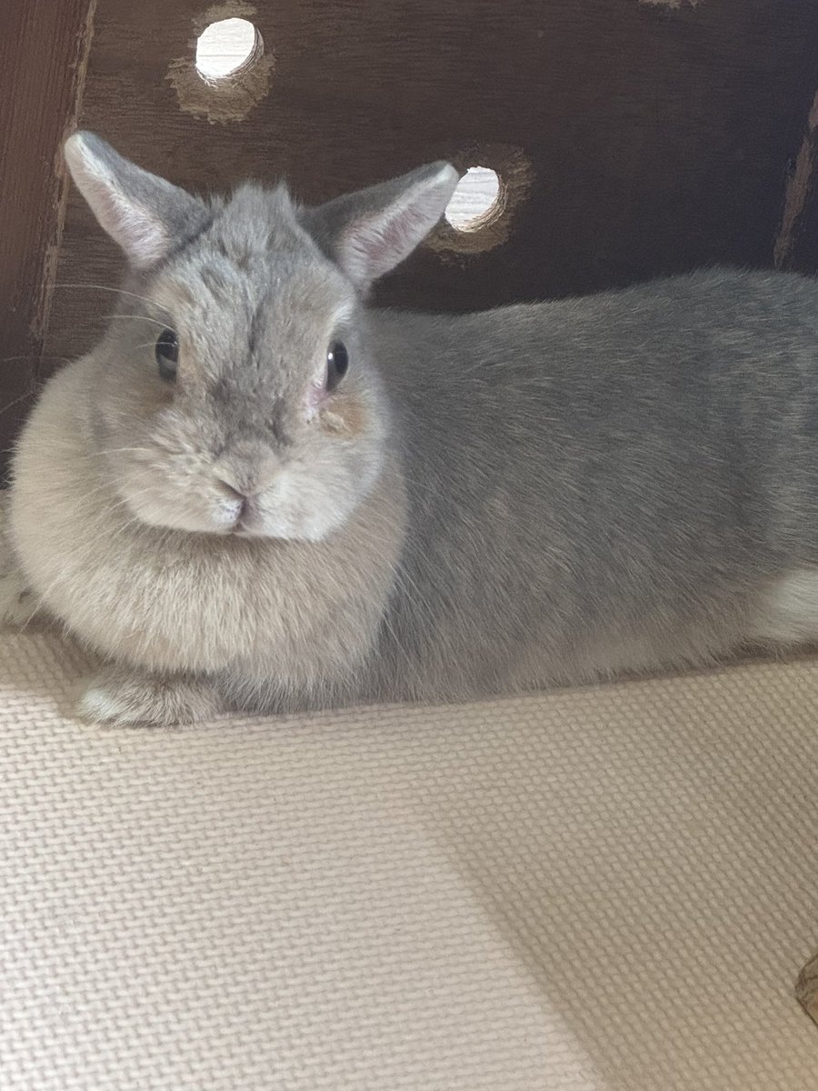 ふにらにん tweet media