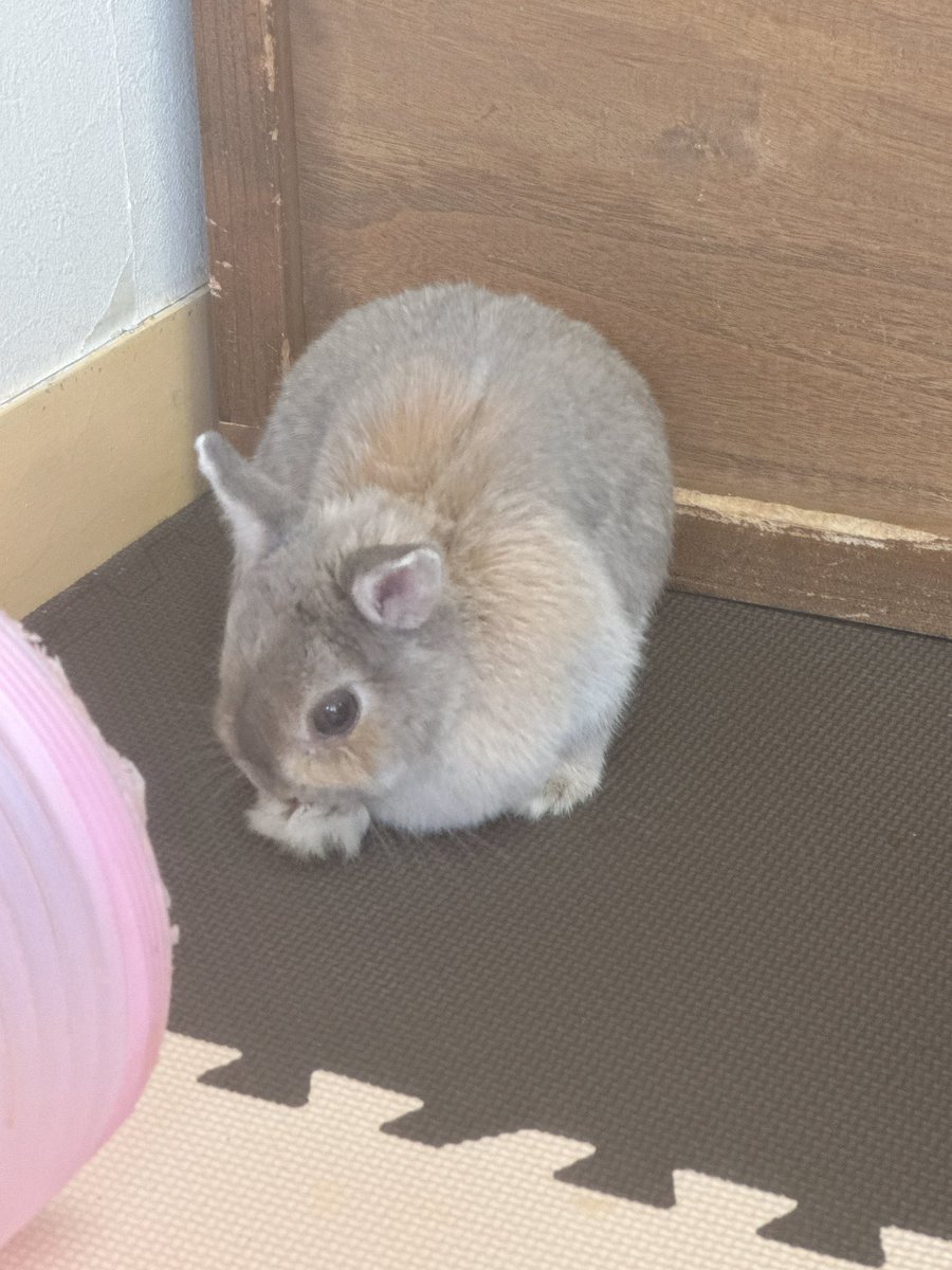 ふにらにん tweet media