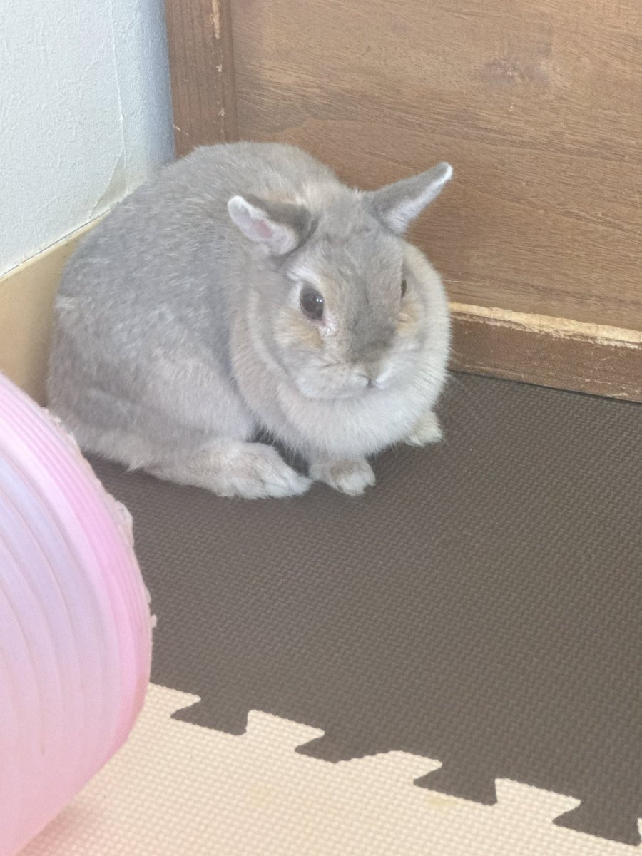 ふにらにん tweet media