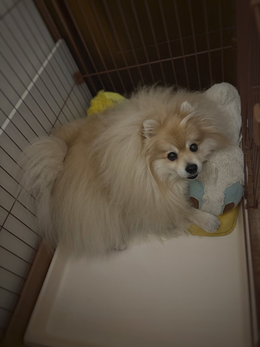 妖(よう) (@snow_white_999) / Posts / X