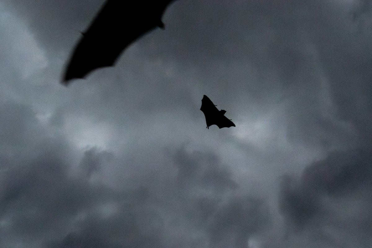 Friends of Bats and Habitat Gippsland tweet media