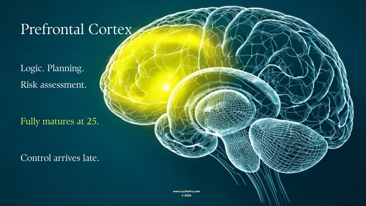 xychiatry's tweet photo. Teen brains are not broken. They’re under construction.

The emotional center matures early.
The control center takes 13 more years.

Understanding this gap changes how we parent, teach, and treat.

#TeenMentalHealth #AdolescentPsychiatry #BrainDevelopment #GenZ #XYCHIATRY https://t.co/MOXUGyHCkj