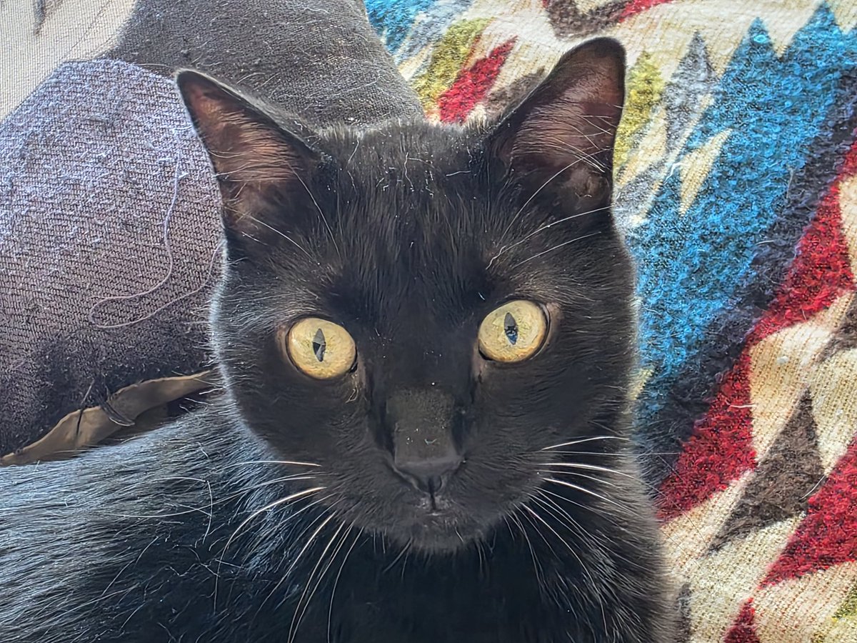 Julieta Guiñez tweet media