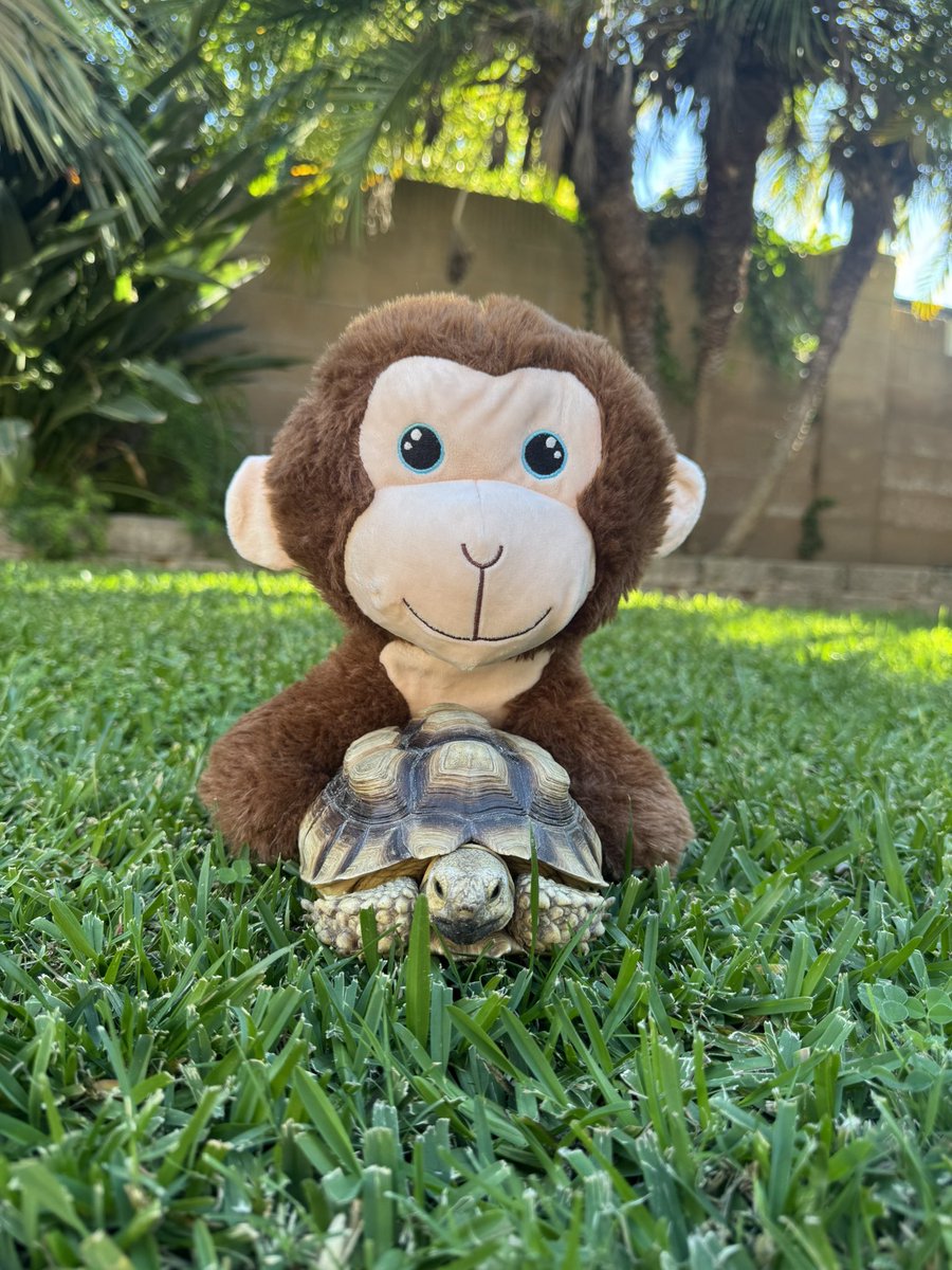 LeoTheTort's tweet photo. @maxbidbro You forgot $LEO 

J2PTfUwVMFYxJsEkgcbzazyX4aLbVgZzDBBU1WcFpump https://t.co/6z0eAmHfw3