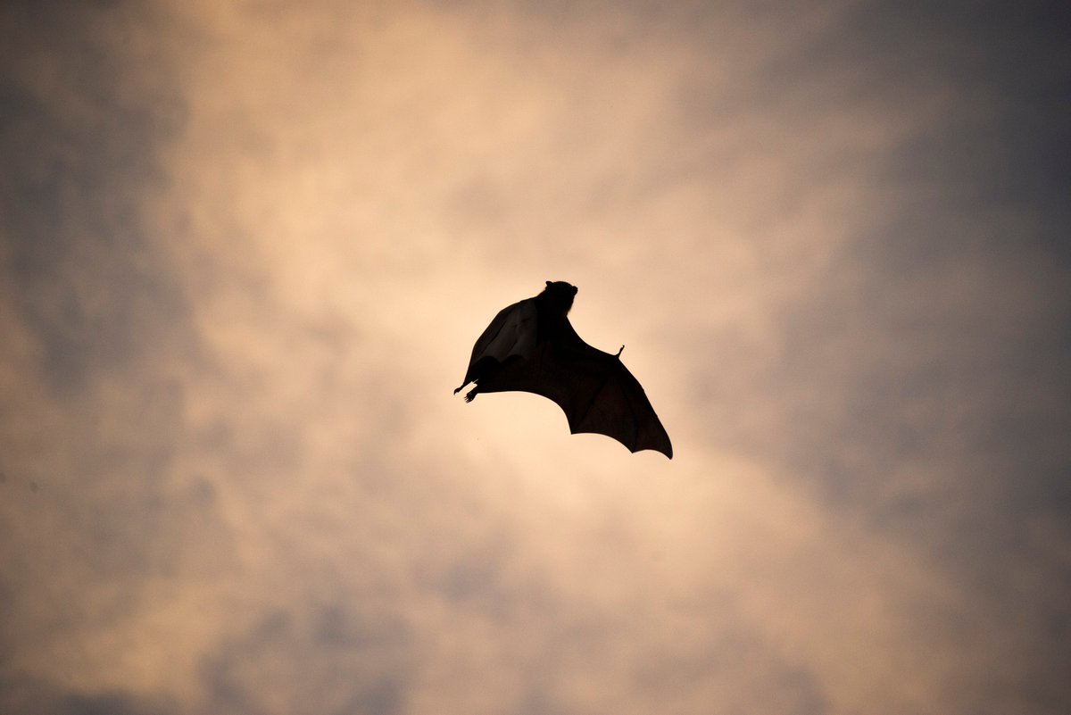 Friends of Bats and Habitat Gippsland tweet media