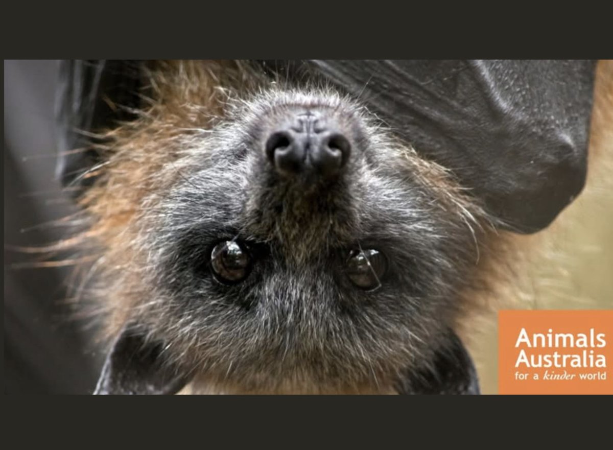 Friends of Bats and Habitat Gippsland tweet media