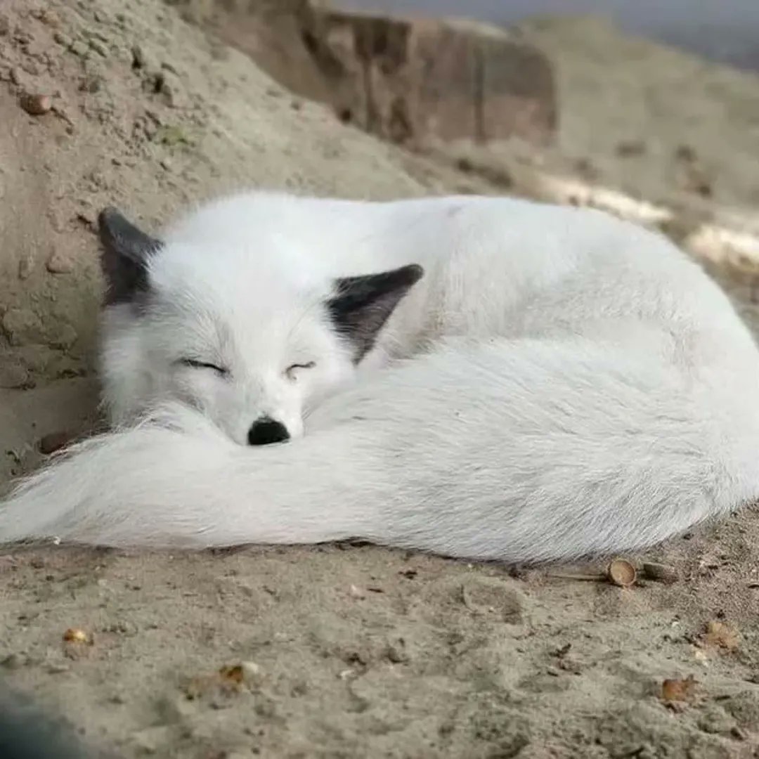 🍁 𝓣𝓱𝓮 𝓕𝓸𝔁 𝓛𝓲𝓯𝓮 🌾🦊 tweet media