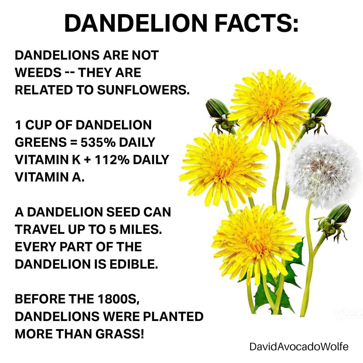 David Wolfe (@davidwolfe) on Twitter photo 