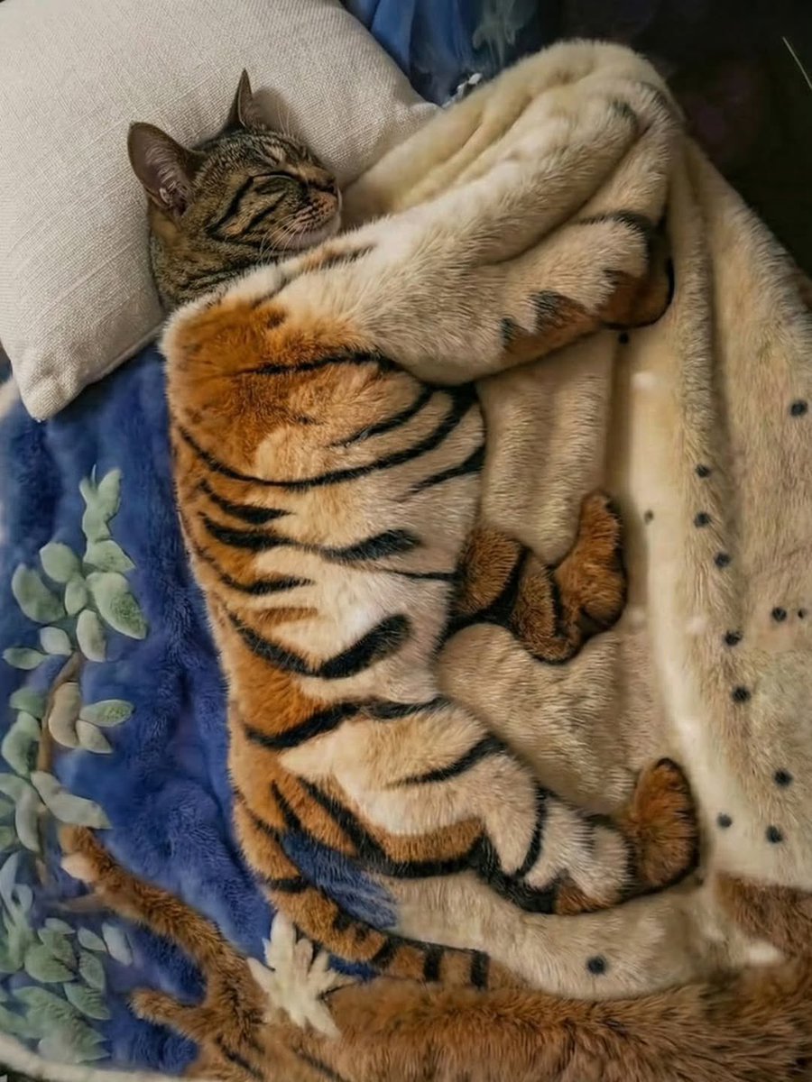 No Cats No Life (@nocatsnolife_m) on Twitter photo 